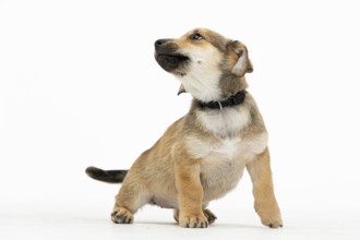 An adorable puppy poses with charm, showcasing its playful nature and unique features that make it