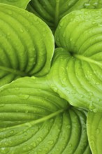 Hosta leaves as a figure green pattern with raindrops