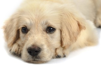 Golden retriever puppy's snout close up isolated on white background