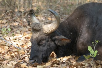 Gaur (Bos gaurus), cattle (Bovini), Indian bison, animal portrait, Bandhavgarh National Park, tiger