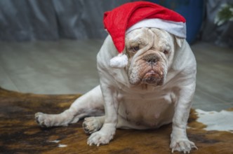 Cute English Bulldog in a christmas hat