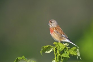 Linnet, Common Linnet, Eurasian Linnet, (Carduelis cannabin), (Acanthis cannabina), Linotte