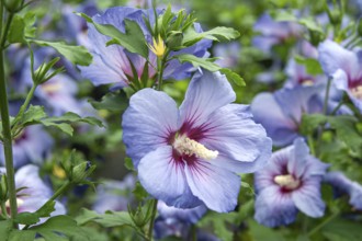 Garden marshmallow (Hibiscus syriacus 'Marina'), Anchers Havecenter, Bautzen, Saxony, Germany,