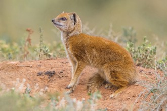 Yellow mongoose (Cynictis penicillata), Addo Elephant National Park, Addo, Western Cape, South