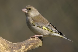 Greenfinch, Greenfinch, European Greenfinch, Western Greenfinch, Carduelis chloris, (Chloris