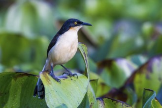 Black-capped donacobius (Donacobius atricapilla), Pantanal, Brazil, South America