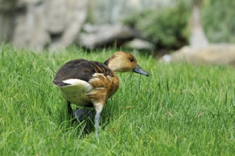 Duck on the grass