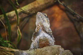 Guatemalan Spiny-tailed Iguana on the Stone Amsterdam, Netherlands