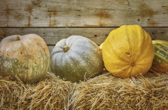 Pumpkins on a Hay against the Wooden Background Varna, Bulgaria, Europe