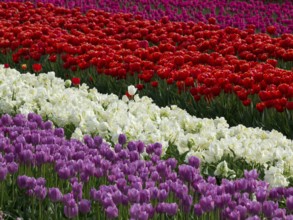 Striped pattern of red, purple and white tulips, egmond, north sea, netherlands