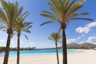 Platja de Alcudia beach palm trees in Mallorca Majorca at Balearic islands of Spain