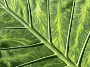 Close-up of a leaf in fresh, lush green. Austria