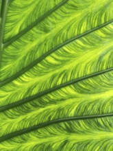 Close-up of a leaf in fresh, lush green. Austria
