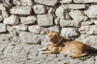 An Old Little Dog Lies near the Stone Wall Nessebar, Bulgaria, Europe