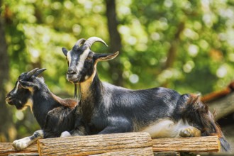 Two Goats on the Stack of Wood Bulgaria
