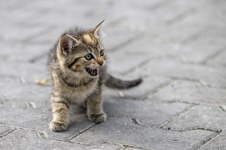 Kitten on street work on a farm in the Netherlands