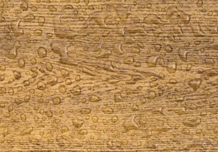 Great wooden background with a section from an oak plank with water drops on it. The wood, which is