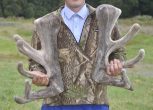 Man holding prime velvet cut from a red stag, Cervus elephas, Westland, New Zealand, Oceania