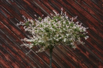 Salix integra