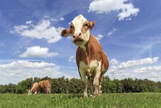 Simmental cows in the meadow