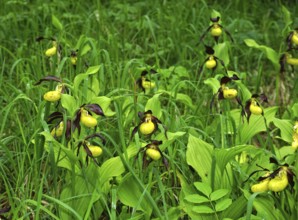 Yellow lady's slipper orchid, Cypripedium calceolus, yellow lady's slipper, yellow lady's slipper
