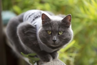 Cat sitting on veranda railing, 2021