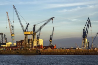 Harbour cranes on the Elbe - Port of Hamburg