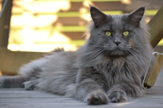 A grey Maine coon lies comfortably on the floor
