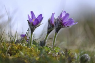 Pasque flower, cow-orchid, Pulsatilla vulgaris