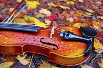 Violin lying on red and yellow autumn leaves under the rain