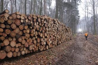 Deforested tree trunks