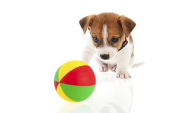 Jack Russel puppy dog with colorful ball isolated over white background