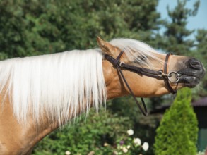 Portrait of beautiful palomino welsh pony