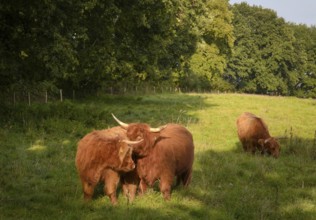An import from Scotland, Scottish Highland cows in a meadow near the historic Viking town of