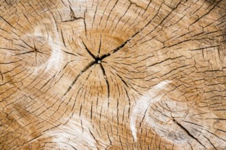 Annual rings on a tree trunk. Symbolic photo for age. Austria