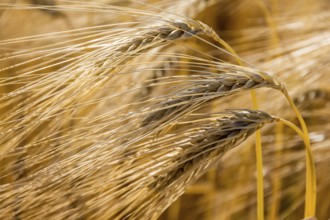 A field of barley waiting to be harvested. Symbolic photo for agriculture and healthy nutrition.