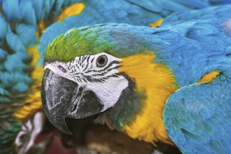 Portrait of the Macaw Parrot with Blue Plumage Varna, Bulgaria, Europe
