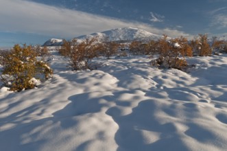 Snowy Hersbt landscape in Doeralen valley, Rondane National Park, Oppland Fylke, Norway, September