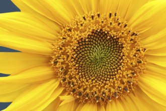 Single yellow nature color sunflower summer flower