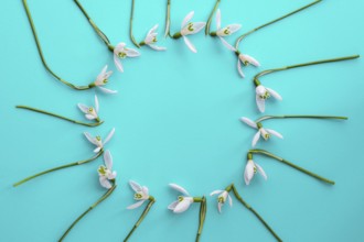 Flat lay composition with snowdrop flowers on color background, copy space for text. Circle made of