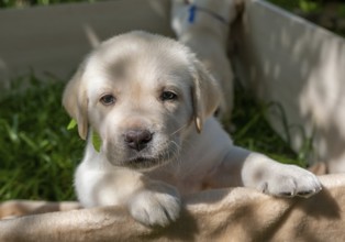 Labrador puppy portrait, beautiful little dog