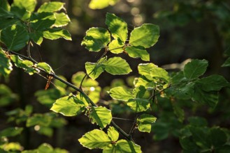 Sunlight illuminates the green leaves of a beech tree (Fagus) and emphasises its fine details,