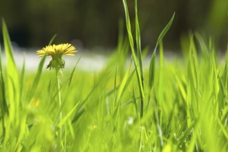 Yellow wild Dandelions in the high nature grass