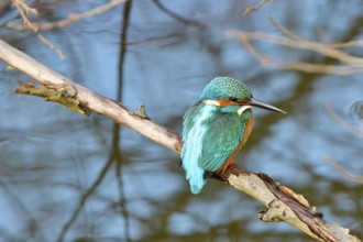 Kingfisher at a lake