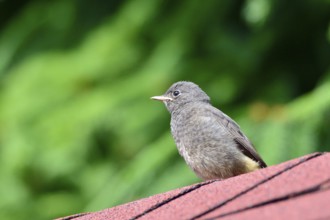 Male Black Redstart waiting for feather. Male black redstart waiting for feather
