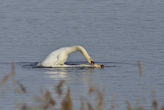 Mute Swan (Mating Pair), Mute Swan (Pair courting)