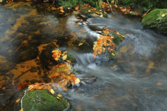 Kleine Ohe in autumn.Kleine Ohe in the fall. Bavarian Forest National Park