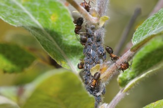 Ants and Aphids on a plant