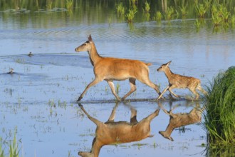 Red deer in Lusatia, near Foerstgen. Red deer with calf. Red Deer Cervus elaphus Germany, Germany,