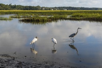 Two wood storks and a great heron in the tidal waters and marshlands of Huntington Beach State Park